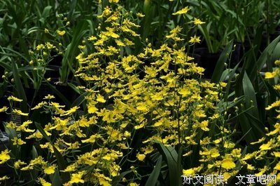 最全的《文心》经典语录