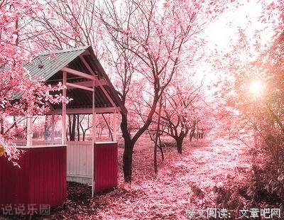 有关白茶经典句子