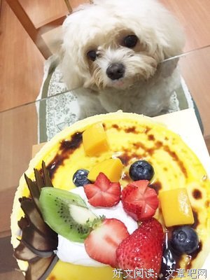 爸妈养宠物之后，就没你什么事了