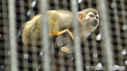 关于张西望的名句摘抄