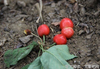 关于陌上花开的句子