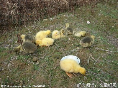 关于白鹅名言名句