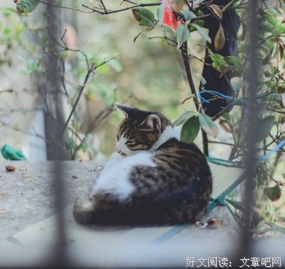 关于小混蛋的名句摘抄