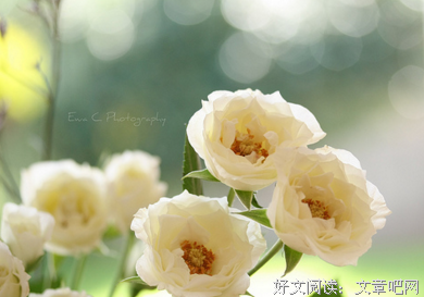 梦句子大全