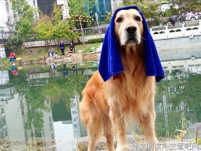 《好家伙》好段摘抄