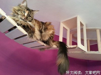 防止喵星人在家里圈着无聊，这家公司给猫设计了一个豪华室外宫殿