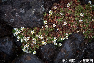 关于阿蒙的名句摘抄
