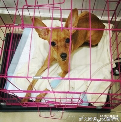 关于可怜兮兮的语句