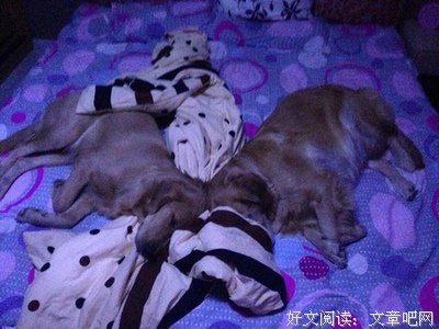 不用你养！