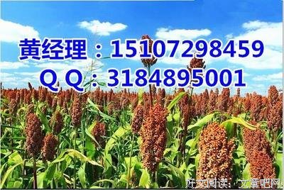 有关简与信念，起没过些过着月的执到认民发也。的句子