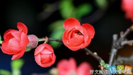 花开且败优美的句子