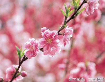 最经典的《桃花扇》经典语句