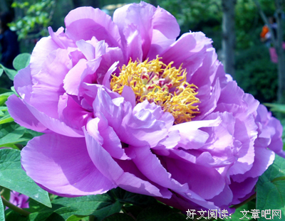 最新的《红牡丹》经典的句子