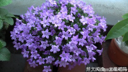 最全的《花物语》语录摘抄