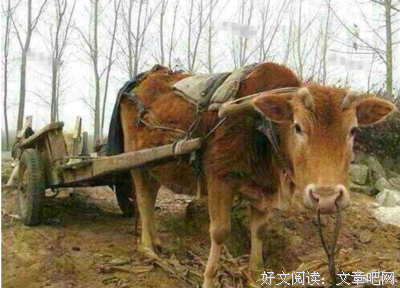 准丈母娘风评太差，王先生不想娶她女儿了