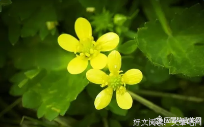 最经典的《勇敢的心》经典名句大全