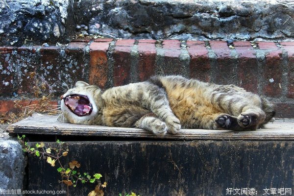关于家猫的名句摘抄