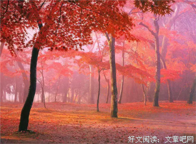 最经典的伊雪枫叶的格言