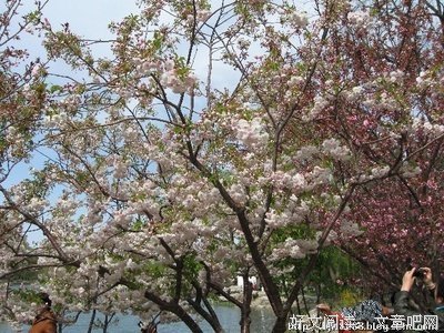 最新的又逢花落名言