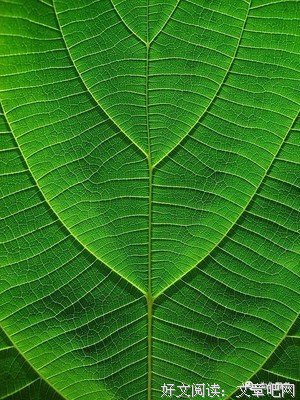 木心先生的优美句子
