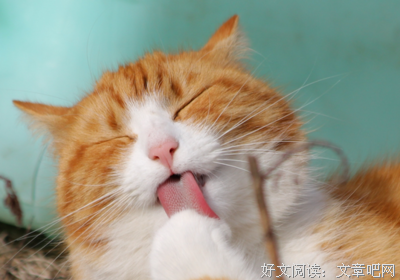 有关下里看毛的句子