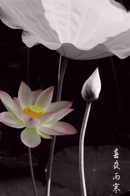 有关秋夜雨寒的名言