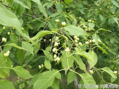 有关明开夜合经典句子