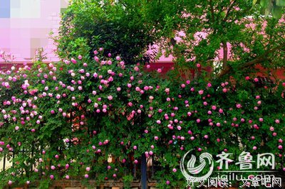 最全的《蔷薇岛屿》好段摘抄