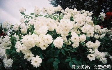 最全的《行尸走肉》经典语录