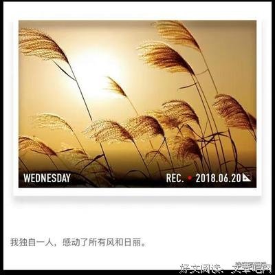 最全的《青藤之凉》佳句摘抄