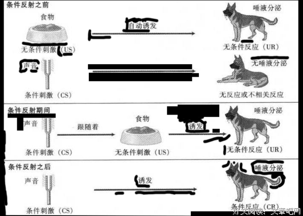 关于条件反射的名言