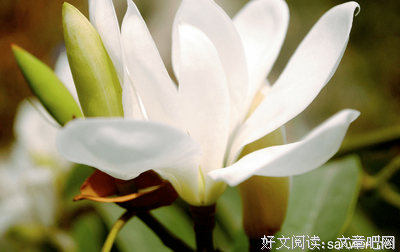 描写虚荣的经典句子