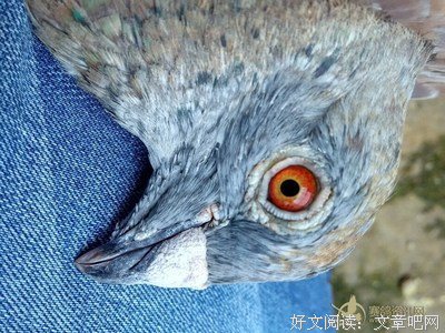15条关于薛子的经典语句