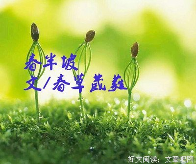 江山散文|野百合的春天
