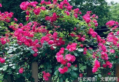 我把野花磨成粉，给老公兑水喝了（7）