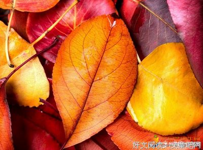 最全的《我亦飘零久》好段摘抄大全