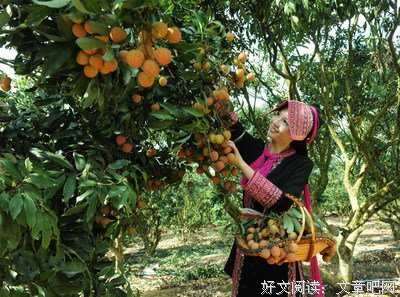 最经典的《番石榴飘香》名句欣赏大全