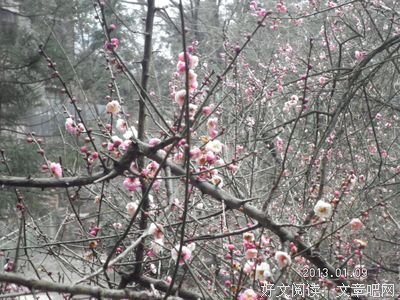15条关于踏雪寻梅的经典语句