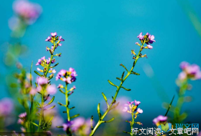 夏日，树影，微微凉名言警句