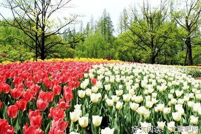 《网王之安眠花》语录摘抄