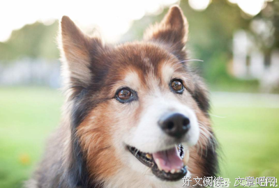 她们在家里养了上百只狗，即便破产也不离不弃...