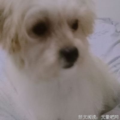 关于八公的名言