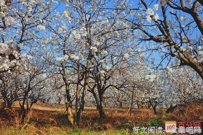 关于梨花，雨落15句经典名言