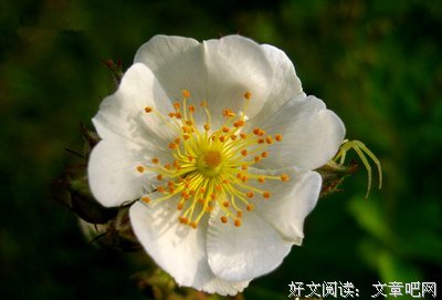 关于开到荼蘼花能我时了了的句子
