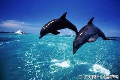 大海豚名言警句