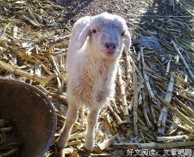 结婚前别装小绵羊