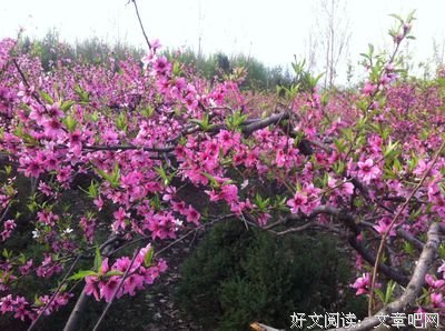 复年的语句摘抄_关于复年的语句