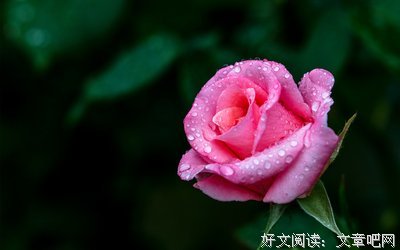 关于月季花的唯美语录