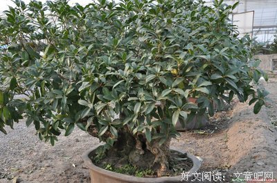 关于雪穗的格言