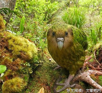 南方女友小野猫，北方女友傻狍子？